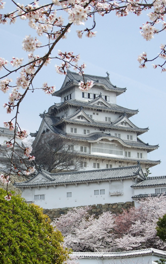 Cherry blossom full bloom at Osaka castle